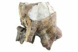 Fossil Woolly Rhino (Coelodonta) Tooth - Siberia #370938-1
